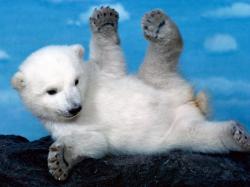 Polar Bear Cub.
