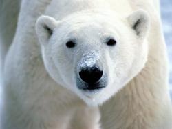 Polar Bear Weight
