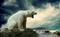 Pollution lowers polar bear penile bone density, threatening their mating abilities