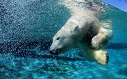 Polar bear dive