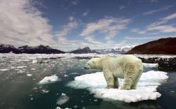 Polar Bear Ice