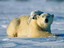Polar Bears endangered attacks