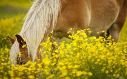 Pony in flower field