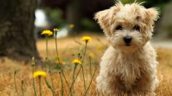 Large Poodle Dog Wallpapers ...