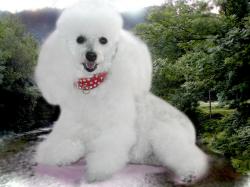 Poodle Wallpaper