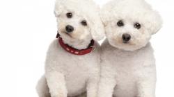 Large Poodle Dog Wallpapers ...