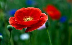 Poppy Flower Pictures 5 HD Wallpapers