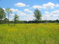 The Mnoké Prairie is an a lovely swath of restored grassland.