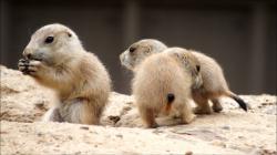 Baby Prairie Dogs at the Minnesota Zoo CUTE OVERLOAD!