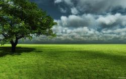 1080P tree on the prairie hd Wallpaper 1680x1050 widescreen hd wallpaper download,background image,wallpaper and Online Stock Photo Images