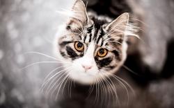 Pretty cat eyes