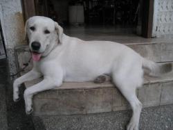 isn't she a pretty Labrador? and she knows it too (she can be vain) :)