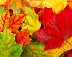 Wallpaper Tags: lovely autumn colors fall leaves autumn splendor beautiful photography leaf pretty autumn autumn leaves beauty