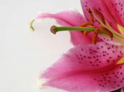 Gt pretty flow... Pretty Flower Pink Lily Wallpaper ...