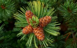 Widescreen resolutions (16:10): 1280x800 1440x900 1680x1050 1920x1200. Normal resolutions: 1024x768 1280x1024. Wallpaper Tags: pines trees nature cones ...
