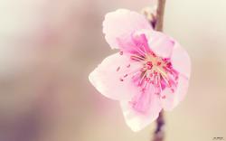 Asian Flower Wallpaper: Pretty Pink Flowerflower Macro Photography Wallpapers View 2560x1600px