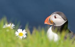 Free Puffin Wallpaper