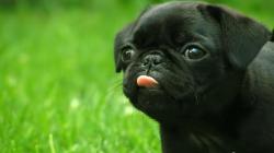 People with Pugs Make the Most Money, and Seven More Stats About Dog Owners
