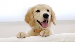 Happy Puppy Face
