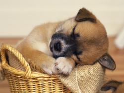 Puppy Sleep