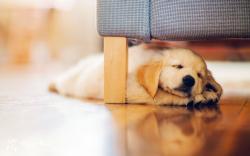 Puppy under couch