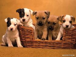 Dogs Puppy Wallpaper