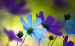 Purple blue flowers