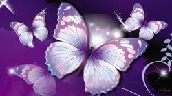 Black Butterfly Wallpaper and Images for Gt Purple