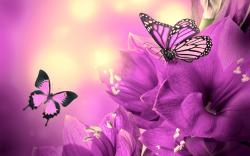 Image for Pink And Purple Butterfly Wallpaper