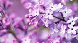 Purple Flowers Tumblr Background 1 HD Wallpapers