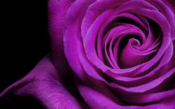 Purple Flowers 14063 2560x1600 px