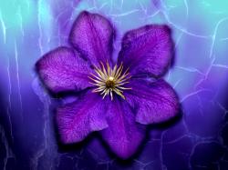 Purple Flowers Images High Quality 6 HD Wallpapers