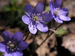 Spring little purple flowers by kinderitza Spring little purple flowers by kinderitza