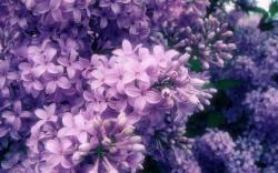 Purple Flowers Wallpaper; Purple Flowers Wallpaper ...