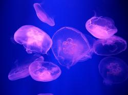... Purple Jellyfish | by Samsung SMART CAMERA