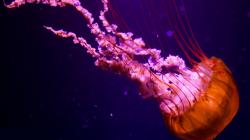 Download · Jellyfish in Water Wallpaper