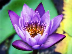 Purple Lotus HD