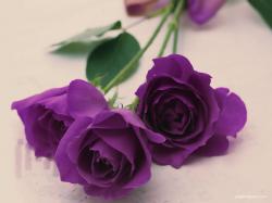 The purple rose is also given to men in the Arabian countries, but in this case, they signify the respect for the person that receives them, ...