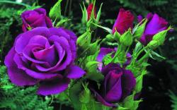 Purple Rose Million Wallpapers Purple Roses Leaves Flowers Buds Nature