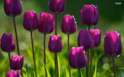 purple tulips (4)