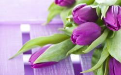 Purple Tulips Flower Image Wallpapers