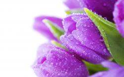 ... Purple Tulips Wallpapers8 ...