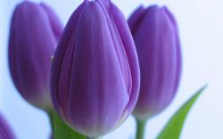 Purple tulips HQ WALLPAPER - (#135846)