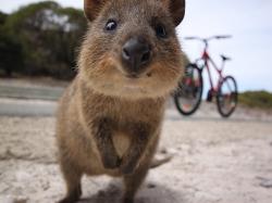 Quokka Australian Animal Instagram Selfie Trend