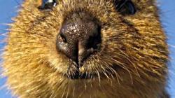 Get Your Quokka Smile On! HD