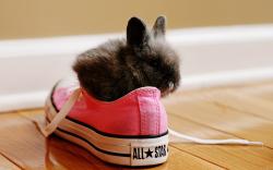 Rabbit in sneaker
