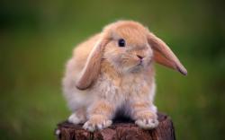 cute rabbit hd images widescreen desktop rabbit wallpapers background