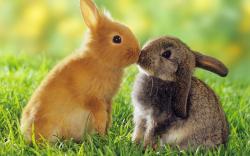 Rabbits Kiss