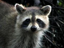 File:Raccoon - Jonathan Dickinson State Park.jpg