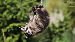 HD Wallpaper | Background ID:404018. 1920x1080 Animal Raccoon